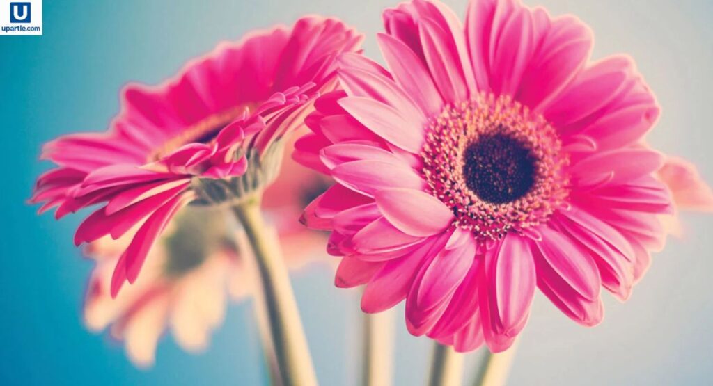 beautiful-good-morning-tuesday-blessings